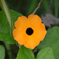 100 Black Eyed Susan Vine Seeds | Thunbergia alata | Exotic Climbing Flower | Non-GMO Seeds for Vertical Gardens & Trellises