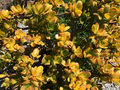 1 Golden Jade Hummels Sunset Crassula Ovata Argentea Huge Branched Cutting Unrooted 5" - Succulent, Jade Plant, Rare Plant Propagation