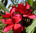 Plumeria Cutting, 10" Stem, Dark Red Flowers, Tropical Fragrant Plant, USDA Zones 10-12