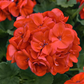 Geranium Cuttings, Pelargonium, 3 Red-Orange Flowering Stems, Unrooted, USDA Zones 9-11