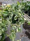 Pothos Ivy Combo 6 Cuttings - 2 Marble Queen, 2 Brazil, 2 N’Joy - Fast-Growing Indoor Plants, Low Light, Air Purifying, Easy Care