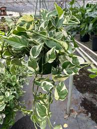 Pothos Ivy Combo 6 Cuttings - 2 Marble Queen, 2 Brazil, 2 N’Joy - Fast-Growing Indoor Plants, Low Light, Air Purifying, Easy Care