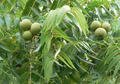 16 Black Walnut Tree Unrooted Cuttings - Juglans Nigra, Edible Nut, Wildlife-Friendly, Propagation Cuttings for Growing, Hardy Tree Scions