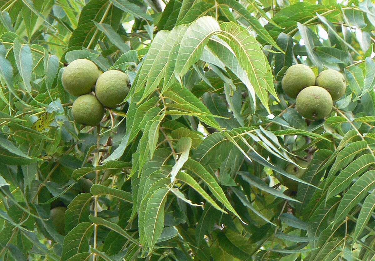 16 Black Walnut Tree Unrooted Cuttings - Juglans Nigra, Edible Nut, Wildlife-Friendly, Propagation Cuttings for Growing, Hardy Tree Scions