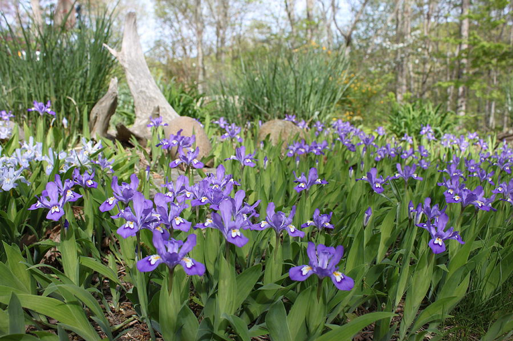 5 Crested Dwarf Iris Plants - Bare Root Iris cristata | Native Perennial Wildflower | Shade-Loving Ground Cover