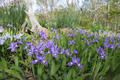 5 Crested Dwarf Iris Plants - Bare Root Iris cristata | Native Perennial Wildflower | Shade-Loving Ground Cover