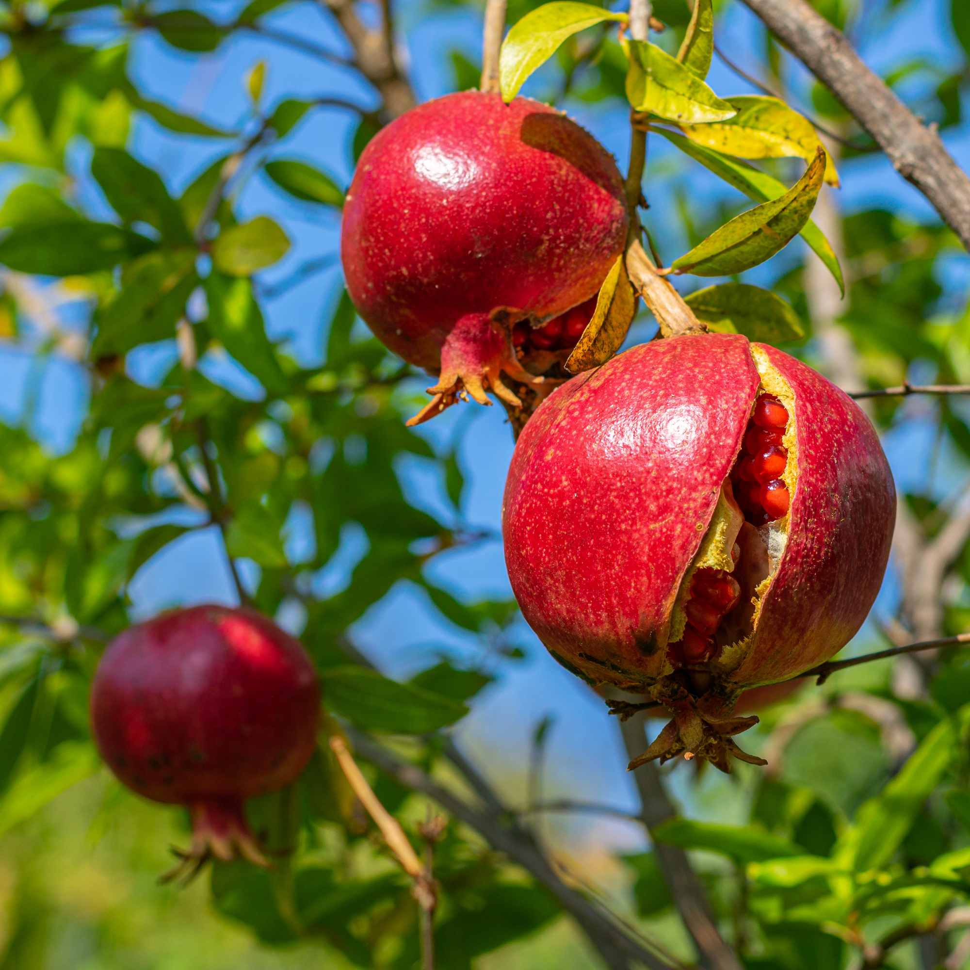 4 Wonderful Pomegranate Unrooted Cuttings 6-8" from Mature Plant, Punica Granatum, Fruit Tree Cuttings, Perfect for Rooting & Propagation