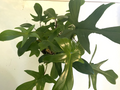 Philodendron Florida Ghost, 3" Potted Live Plant, Color-Changing Foliage, Rare Aroid