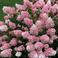 Hydrangea 'Vanillastrawberry' Cuttings, 6 Rooted Plants, Pink/White Blooms, USDA Zones 4-9, Full Sun/Part Shade