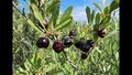5 Sand Cherry Seeds | Prunus pumila, Edible Fruit Tree Shrub, Hardy, Small Garden Tree, Non-GMO, Tasty Berries for Jams & Preserves