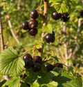 Ribes nigrum Seeds - 25 Count - Black Currant - Alaska Grown - Zone 3 Hardy