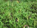 Lycopodium sitchense Club Moss - 12" Wild Alaskan Vine - Shade Groundcover - Spore-Producing Fern Relative - Zone 3-7