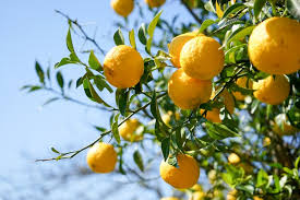 Citrus junos Cuttings - 3 Count - Yuzu - Cold Hardy Citrus - Fragrant Fruit