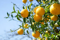 Citrus junos Cuttings - 3 Count - Yuzu - Cold Hardy Citrus - Fragrant Fruit