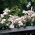 New Dawn Climbing Rose, 6 Unrooted Cuttings, 6" Long, Pale Pink Flowers, USDA Zones 5-9