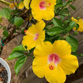 25 Seeds Pineland Hibiscus | Native Perennial, Yellow Wildflower, Pollinator-Friendly, Hardy Garden Plant