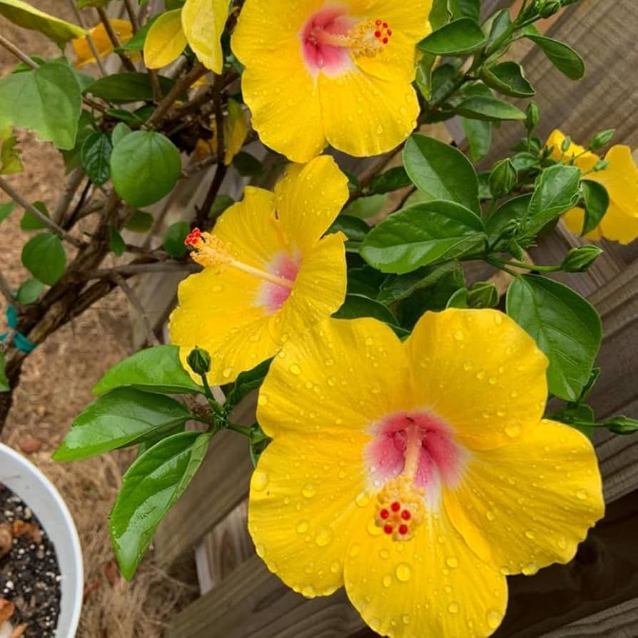 25 Seeds Pineland Hibiscus | Native Perennial, Yellow Wildflower, Pollinator-Friendly, Hardy Garden Plant