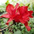 Midnight Flare Azalea Rhododendron, Deciduous Starter Plant, Small Rooted, Vibrant Red Blooms, Zones 5-9, Easy-Care Garden Shrub