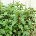 1 Chocolate Mint Small Bush Plant, Mentha x piperita, 8" Tall, Fresh Aromatic Herb, Perfect for Tea & Cooking, Easy to Grow