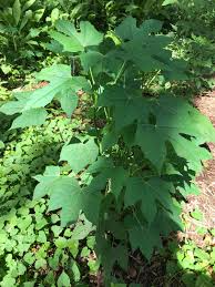Chaya Tree Cuttings - 3 Live 6-8 Inch Stems, Cnidoscolus aconitifolius, Mayan Spinach, Tropical Edible Plant, Fast Growing