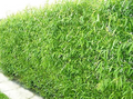Austree Hybrid Willow Cuttings - 5 Pack - Fastest Growing Tree - Privacy Screen - 15ft/Year - Oxygen Producer - Zones 4-9