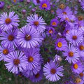 500 Seeds New England ASTER Purple, Perennial, Heirloom, Fall Planting, Non-GMO, Attracts Pollinators, Beautiful Purple Blooms