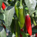 Serrano Tampiqueno Hot Pepper Seeds – 250mg for Planting, Medium-High Heat, Great for Salsas, Grilling, Pickling & Spicy Dishes