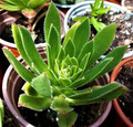 Aeonium simsii ‘Green’ | 2 Bare Root 2" Live Succulent Plants | Rosette-Forming, Drought-Tolerant, Easy-Care Houseplant