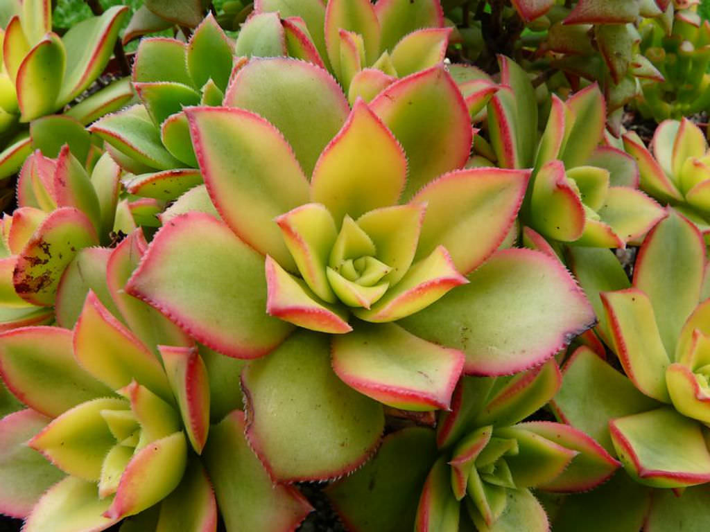 Aeonium haworthii ‘Dream Color’ Kiwi | 3 Rooted Cuttings Live Succulent Plants | Variegated Rosettes, Drought-Tolerant
