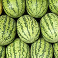 Citrullus lanatus Carolina Cross Watermelon Seeds – 50+ Giant Sweet Watermelons Up to 200 lbs