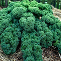 1,500 Dwarf Blue Curled Scotch Kale Seeds – Non-GMO Heirloom, Hardy,