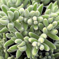 Crassula Mesembryanthemoides ‘Moonglow’ | 1 Live 2-4" Bare Root Succulent | Fuzzy Leaves, Compact Growth, Rare Easy-Care Plant
