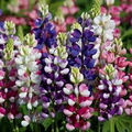 Lupinus Avalune Mix Lupine Seeds – 25+ Stunning Bicolor Wildflowers for Garden & Pollinators