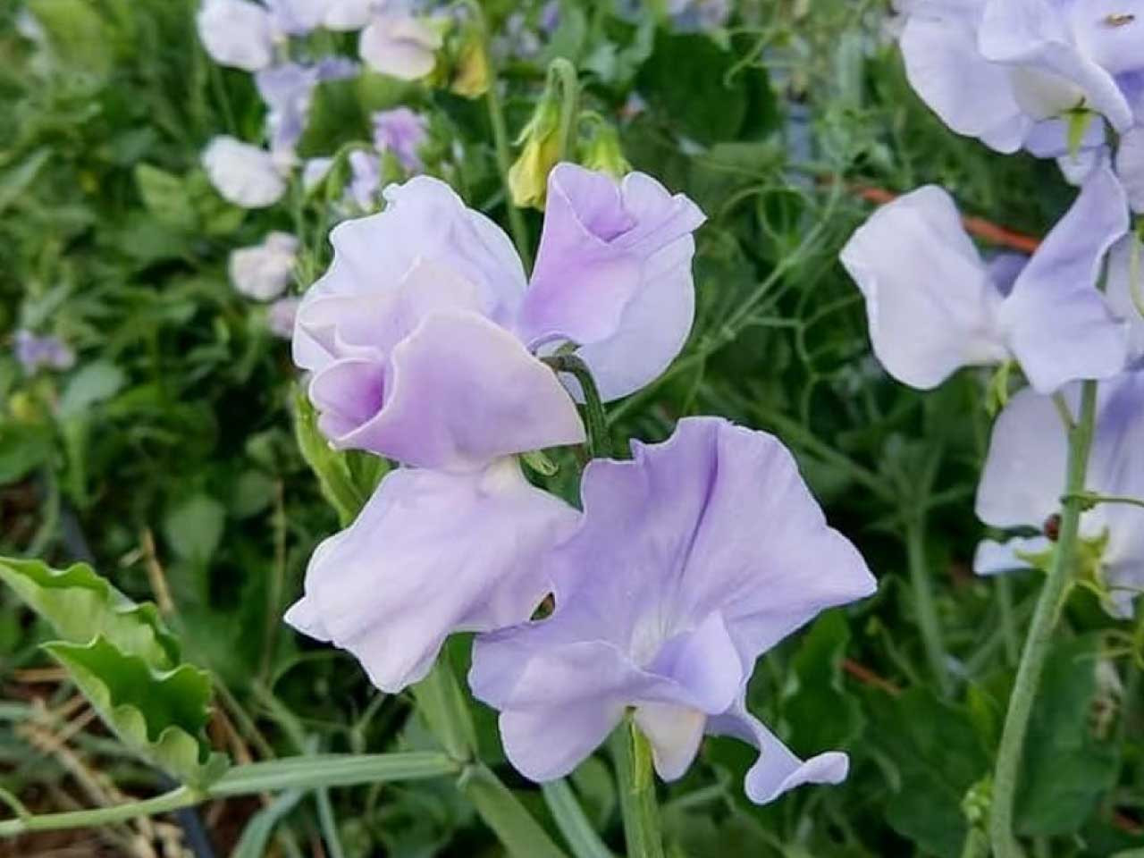 Royal Lavender Sweet Pea (Lathyrus odoratus) – Fragrant Blooms, Lavender Purple Flowers, Ideal for Gardens & Bouquets