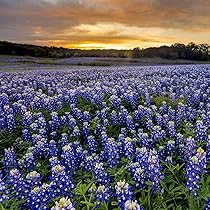 Texas Bluebonnet Seeds – Lupinus texensis – 1g for Planting, State Flower of Texas, Native Wildflower Blue Spring Bloom Pollinator Friendly