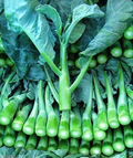 150 Seeds Wan Shen Kailan - Brassica oleracea var. alboglabra | Open Pollinated Asian Green for Planting & Culinary Use