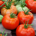 Tomato Ace 55 Seeds – 100mg for Planting, Heirloom Variety, Low-Acid, High Yield, Disease-Resistant, Great for Garden & Containers