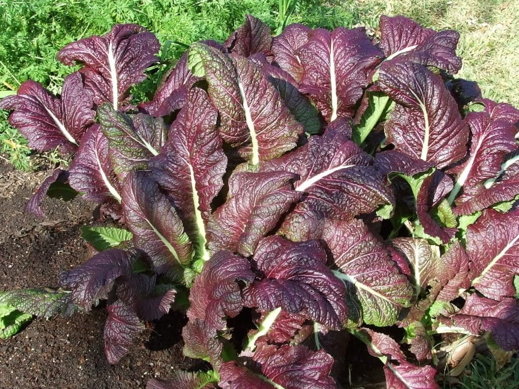 1,500 Red Giant Mustard Seeds – Non-GMO Heirloom, Brassica juncea, Spicy Greens, Microgreens or Full Grown, Easy to Grow, USA Seller!