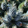 Colorado Blue Spruce Seeds – Picea pungens 'Glauca NM Carson' – 250mg for Planting, Cold Hardy Evergreen, Blue Needles, Landscape Tree