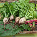 Turnip Seven Top Seeds – 1g for Planting, Heirloom Variety, Fast Growing, High Yield, Nutritious Greens, Cold Hardy, Garden & Containers