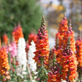 Antirrhinum majus Passion Red Mix Snapdragon Seeds – 1000+ Bold Red Blooms for Garden & Cut Flowers