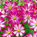 100 Seeds Cosmos Red Stripe Bi-Colored Flowers Pollinators Butterflies Non-GMO (Cosmos bipinnatus)