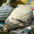 10 Seeds Blue Hubbard Squash (Cucurbita maxima) – Heirloom Winter Squash for Sweet, Nutty Flavor