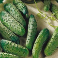 Cucumber National Pickling Seeds – 1g for Planting, Heirloom Variety, High Yield, Crisp & Tender, Disease Resistant, Garden Container