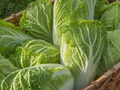 150 Seeds Chinese Cabbage Kogane - Brassica rapa | Heirloom Asian Cabbage for Planting, Gardening & Crisp Fresh Harvests