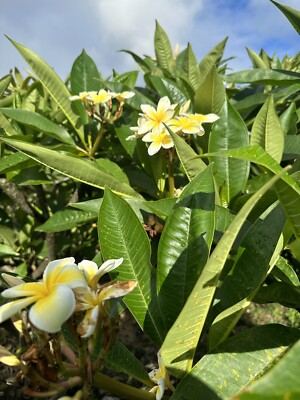 Yellow Plumeria Fresh Starter Cutting 10" Unrooted, Frangipani, Flowering, Tropical Perennial, Medium Sun, Hawaii Grown