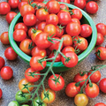 Tomato Red Cherry Seeds – 100mg for Planting, Heirloom Variety, Sweet & Juicy, High Yield, Great for Salads  Snacking, Garden Containers