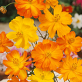 Bright Lights Cosmos (Cosmos sulphureus) 50 Seeds – Vibrant Orange & Yellow Flowers, Easy to Grow, Pollinator-Friendly