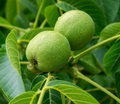 2 Juglans nigra Black Walnut Tree - Live Bare Root Plants 18"-24" for Zones 4-9