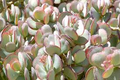Crassula Arborescens ‘Silver Dollar’ | 3 Unrooted 2-4” Cuttings | Rare Blue-Green Succulent, Easy-Care, Unique Jade Plant